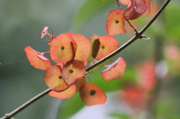 Holmskioldia sanguinea