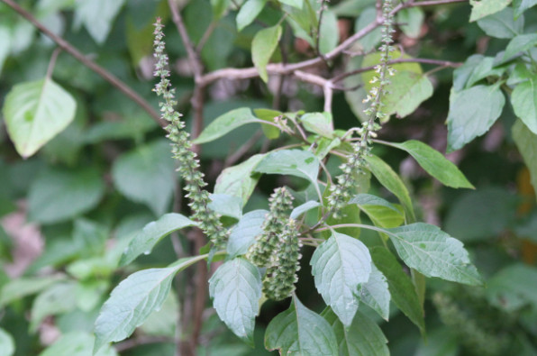 Ocimum tenuiflorum