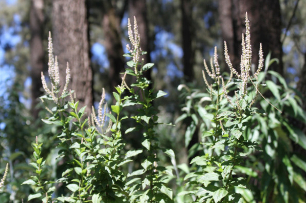 Ocimum tenuiflorum