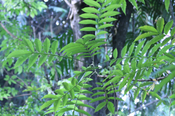 Peronema canescens