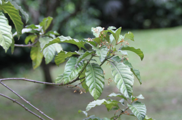 Premna serratifolia