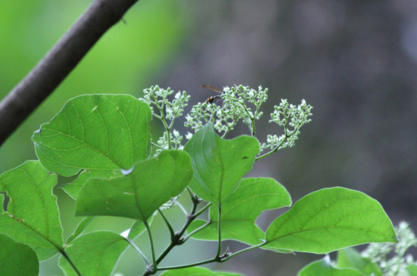 Premna serratifolia