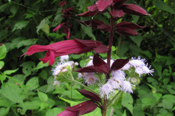 Salvia