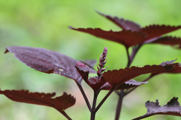 Scutellaria