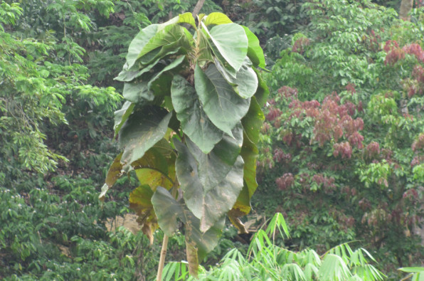 Tectona grandis