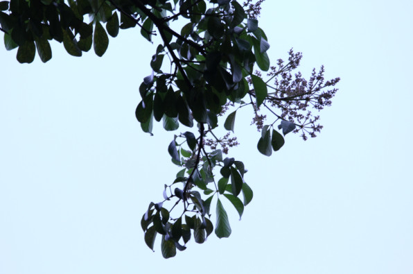 Teijsmanniodendron bogoriense