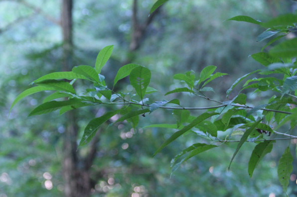 Vitex cofassus
