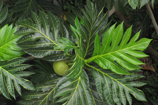 Artocarpus altilis