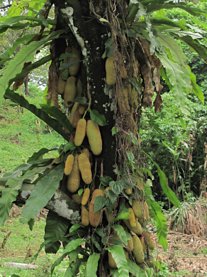 Artocarpus integer