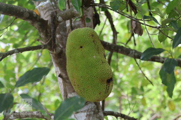 Artocarpus integer