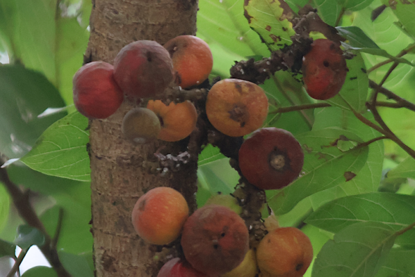 Ficus sp.