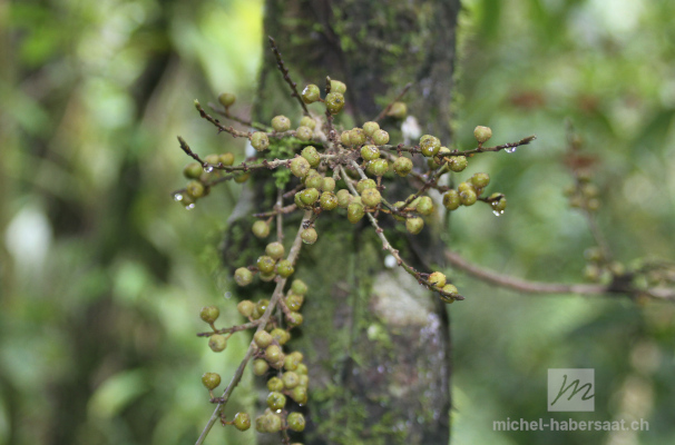 Ficus sp.
