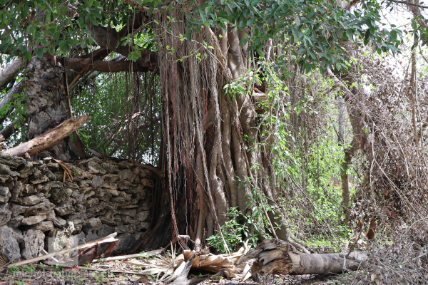 Ficus sp.