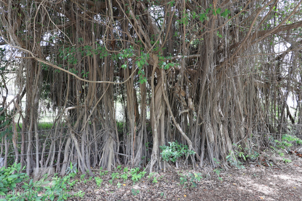 Ficus sp.