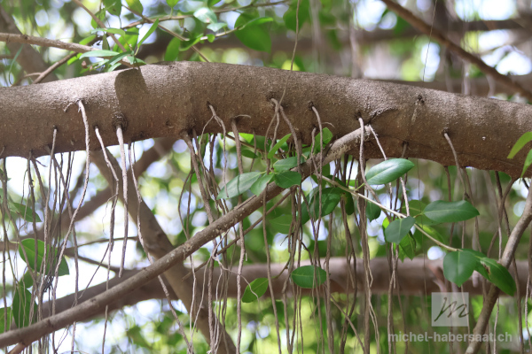 Ficus sp.