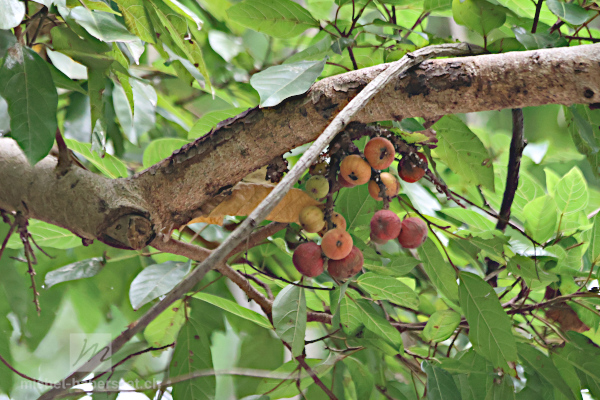 Ficus sp.