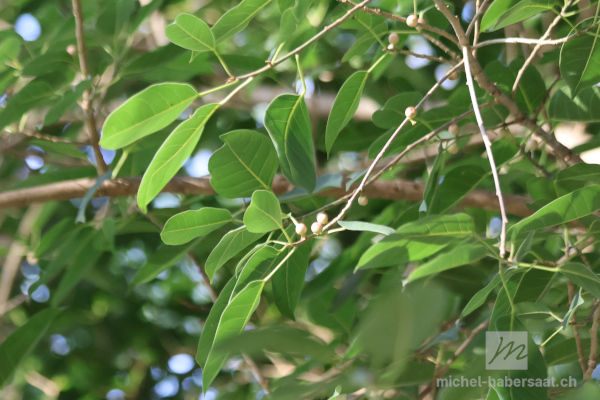 Ficus sp.