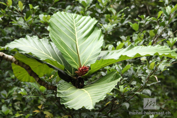 Ficus dammaropsis