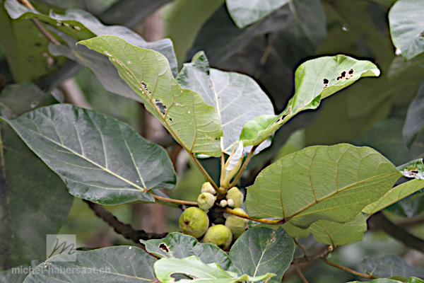 Ficus padana