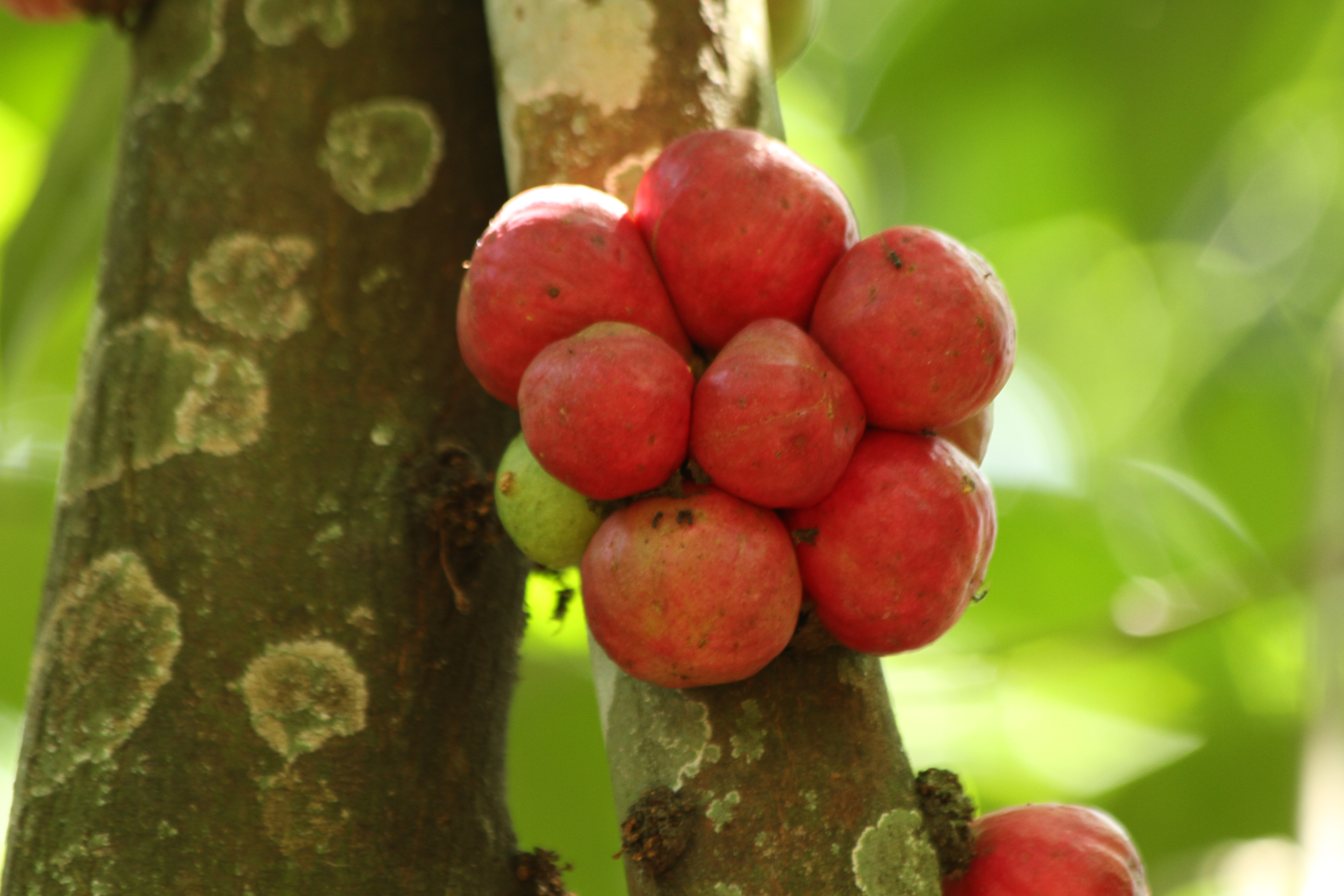 Ficus racemosa