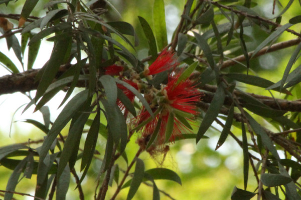 Callistemon citrinus