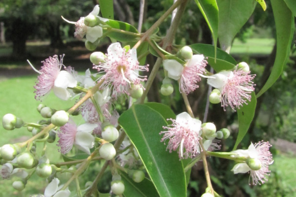 Decaspermum fruticosum