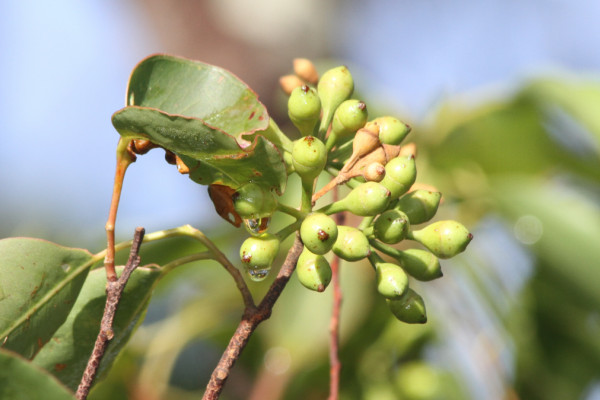 Eucalyptus urophylla