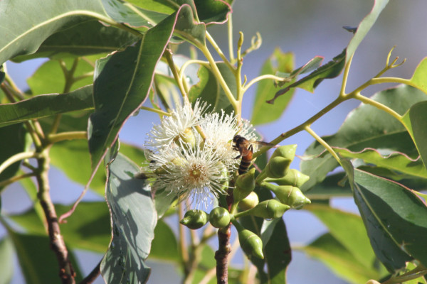 Eucalyptus urophylla