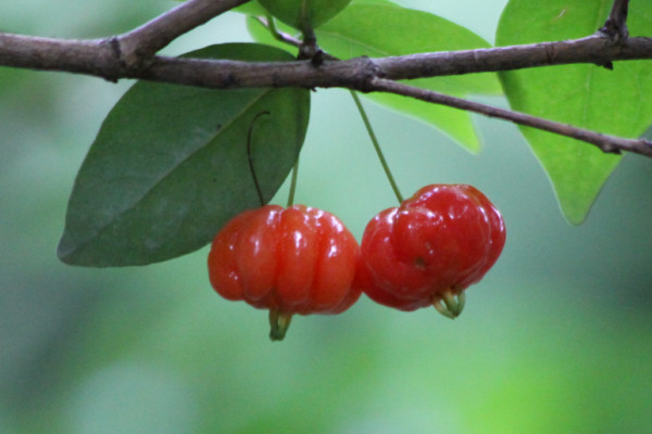 Eugenia uniflora