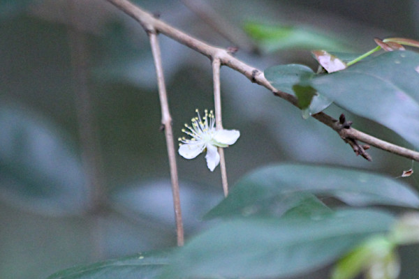 Eugenia uniflora