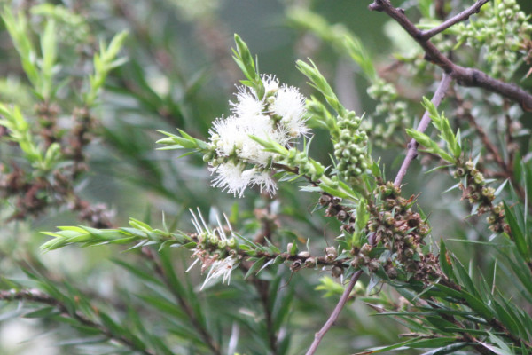Melaleuca decora