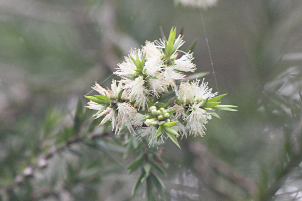 Melaleuca decora