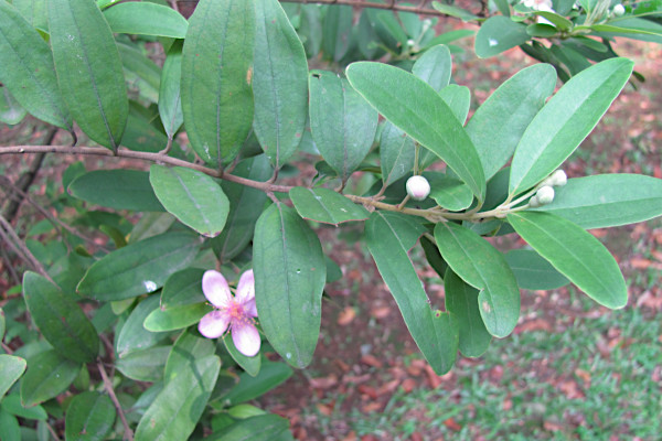 Rhodomyrtus tomentosa