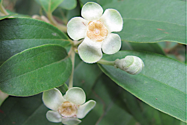 Rhodomyrtus tomentosa