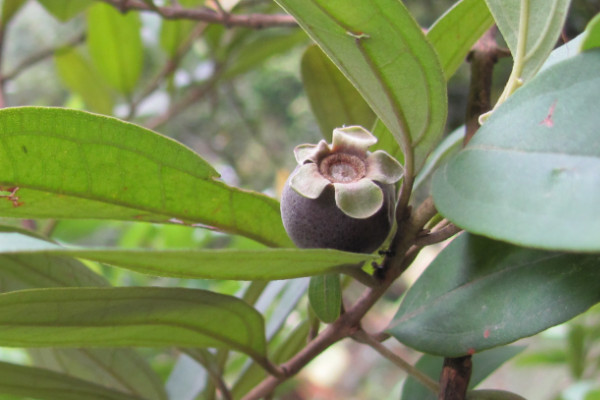 Rhodomyrtus tomentosa