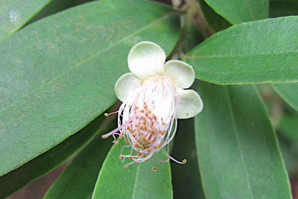 Rhodomyrtus tomentosa