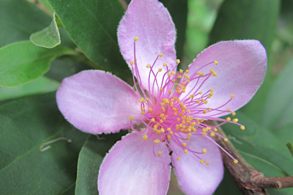 Rhodomyrtus tomentosa