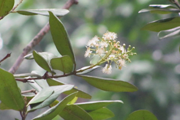 Pimenta dioica