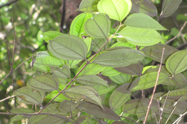 Rhodamnia cinerea
