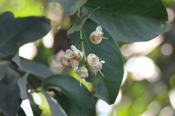 Syzygium samarangense