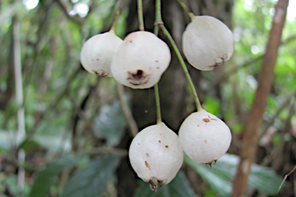 Syzygium zeylanicum