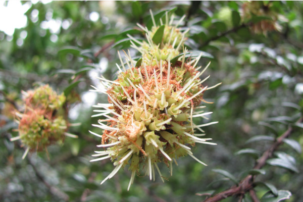 Syzygium zeylanicum
