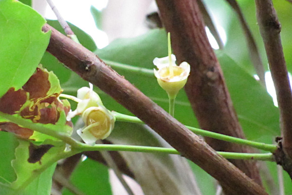 Syzygium aqueum