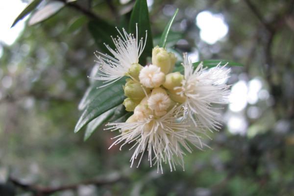 Syzygium buxifolium