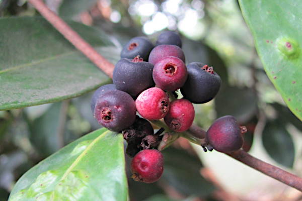 Syzygium claviflorum