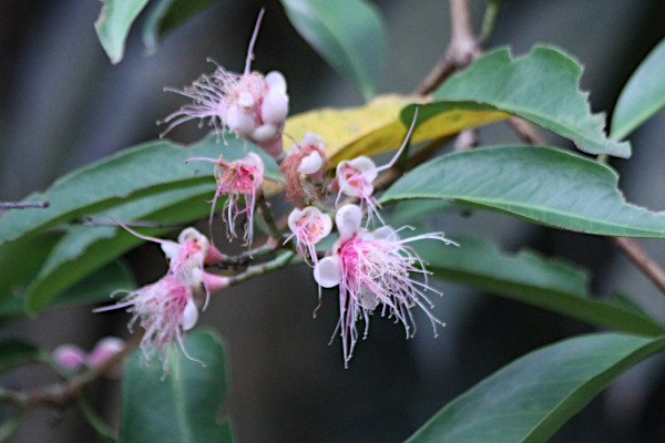 Syzygium formosum
