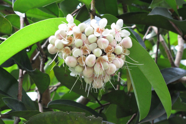 Syzygium pycnanthum