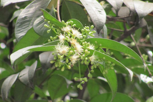 Syzygium racemosum