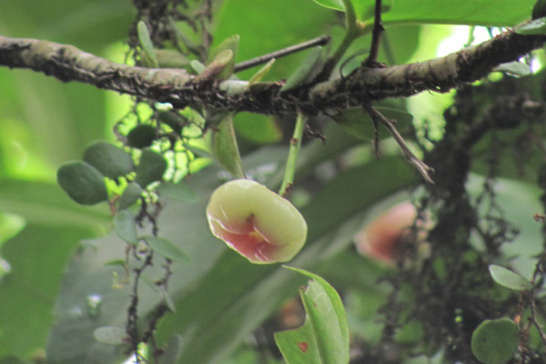 Syzygium samarangense