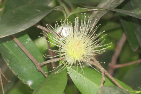 Syzygium samarangense